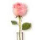 Physicians Formula logo