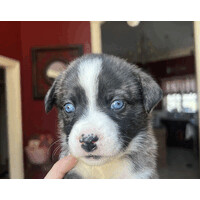 Thrifty Rent-A-Car System, Inc. logo